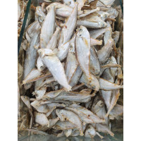 Big white mola shutki
