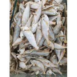 Big white mola shutki